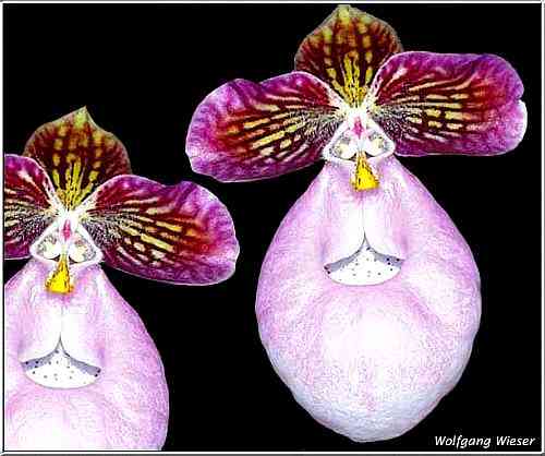 Paphiopedilum micranthum